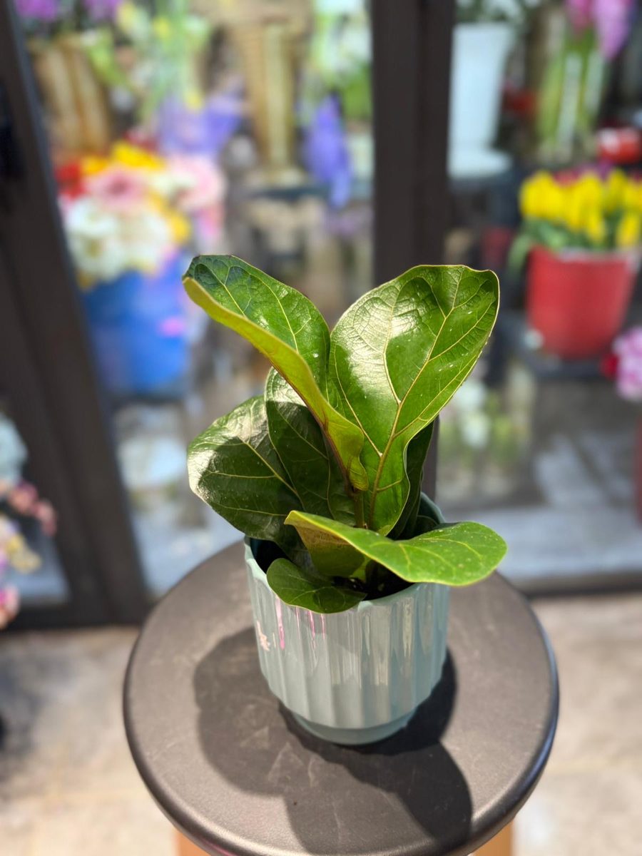Fiddle Leaf Fig