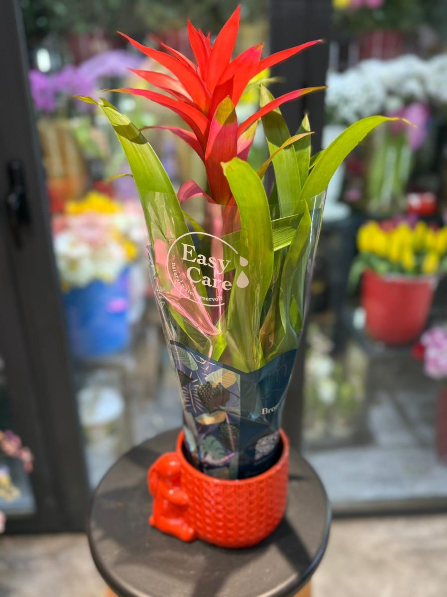 Bromeliad Kırmızı