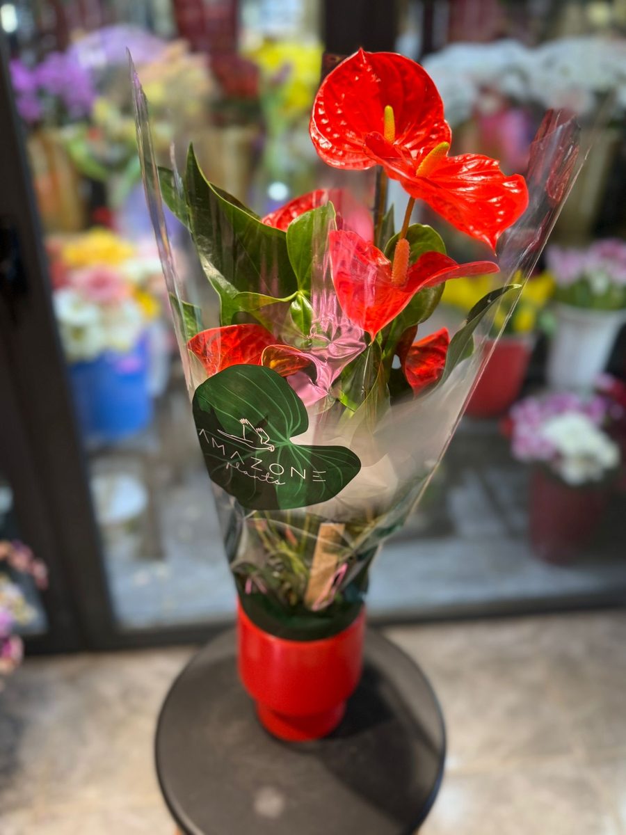 Anthurium Kırmızı