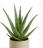 aloe_vera
