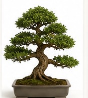 bonsai