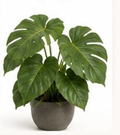 filodendron