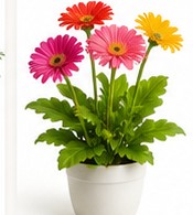 gerbera