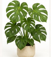 monstera