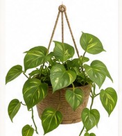 pothos