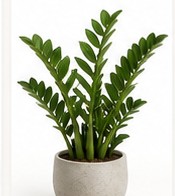 zamia